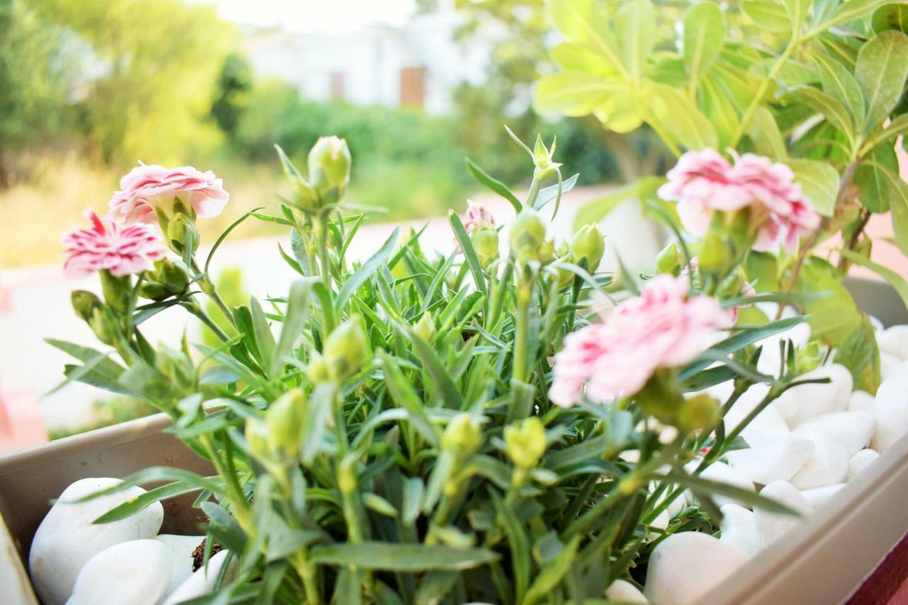 Urban Nature أرتيميدا المظهر الخارجي الصورة